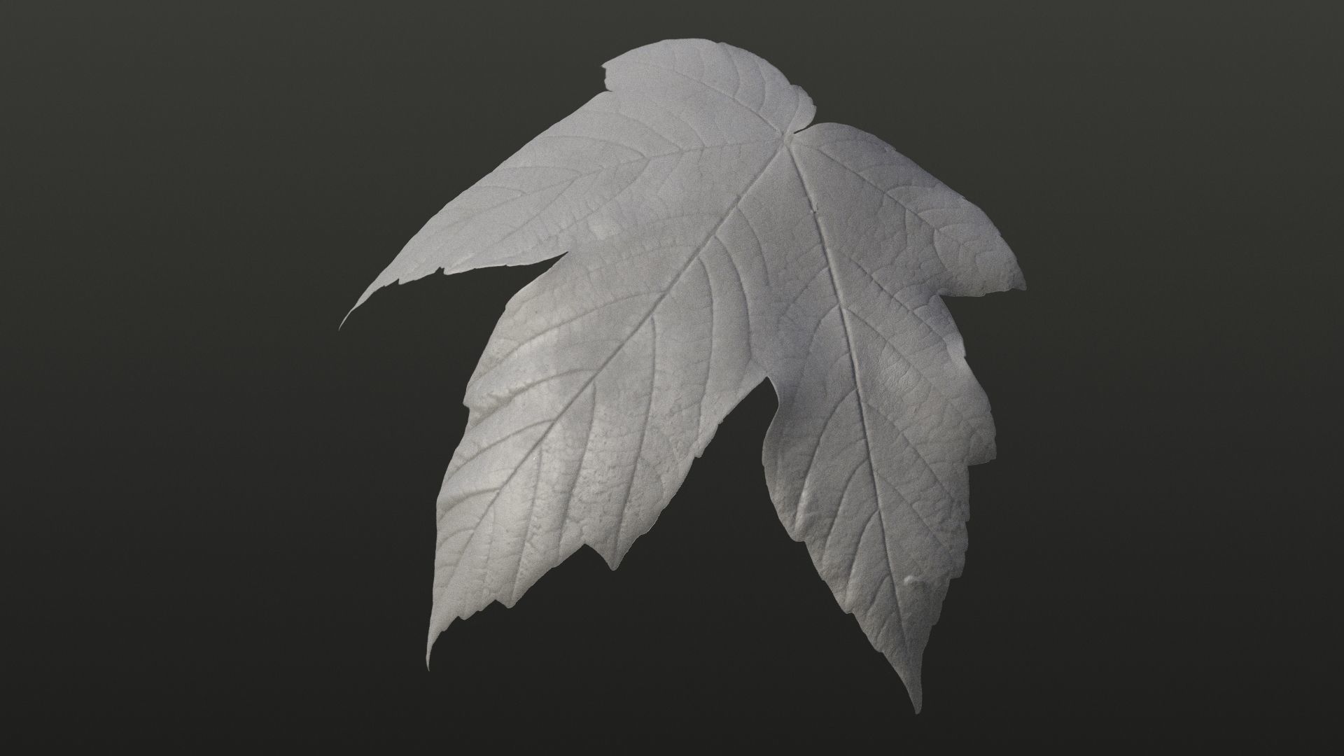 Acer platanoides autumn leaves texture Texture_3