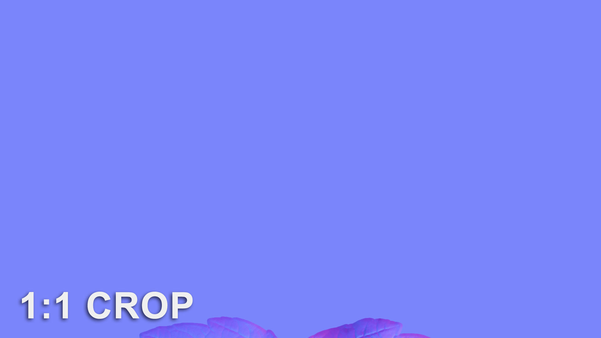 Acer platanoides autumn leaves texture Texture_18