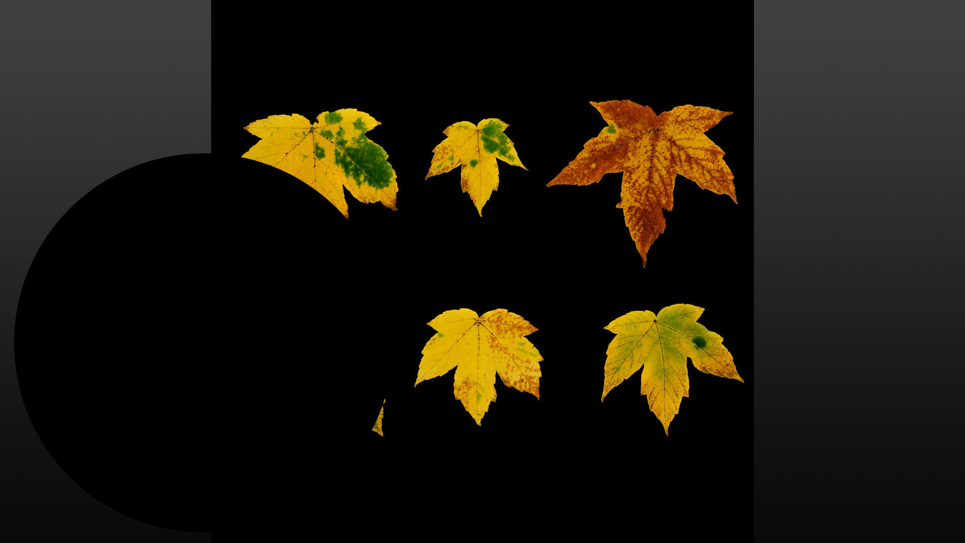 Acer platanoides autumn leaves texture Texture_7