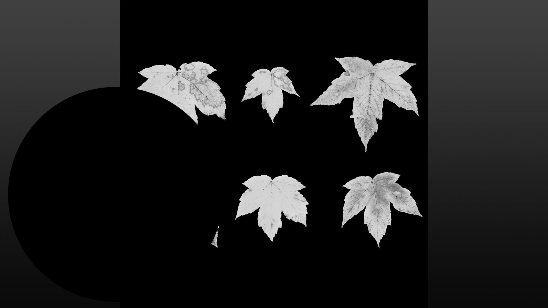 Acer platanoides autumn leaves texture Texture_12