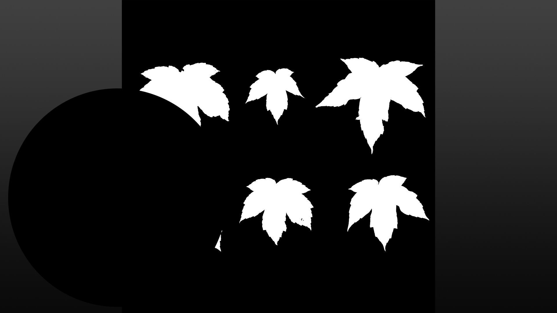 Acer platanoides autumn leaves texture Texture_8