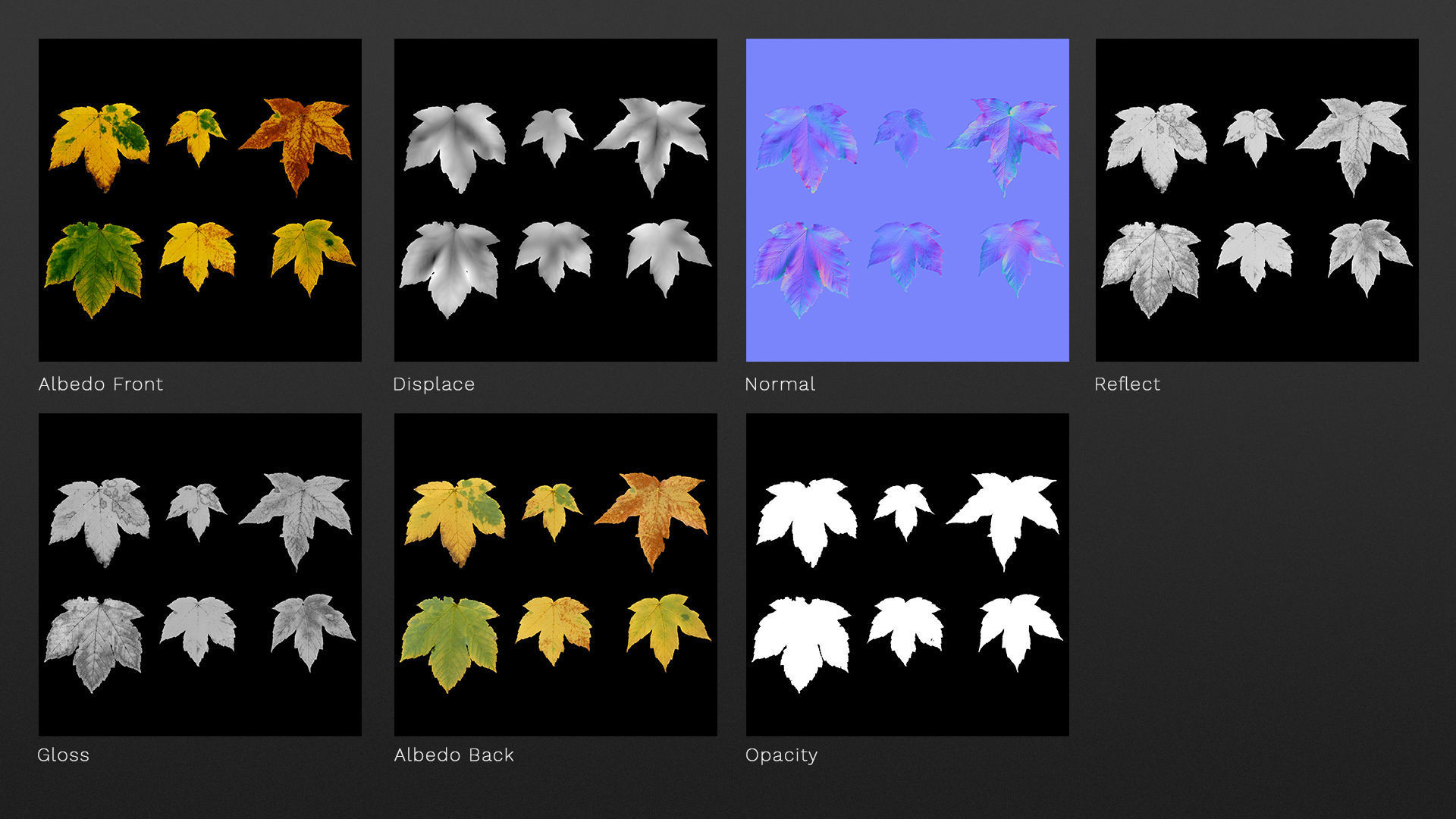 Acer platanoides autumn leaves texture Texture_5