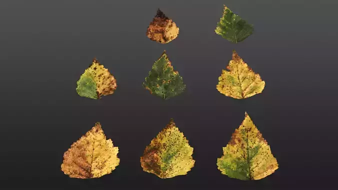 Betula pendula Autumn leaves texture Texture