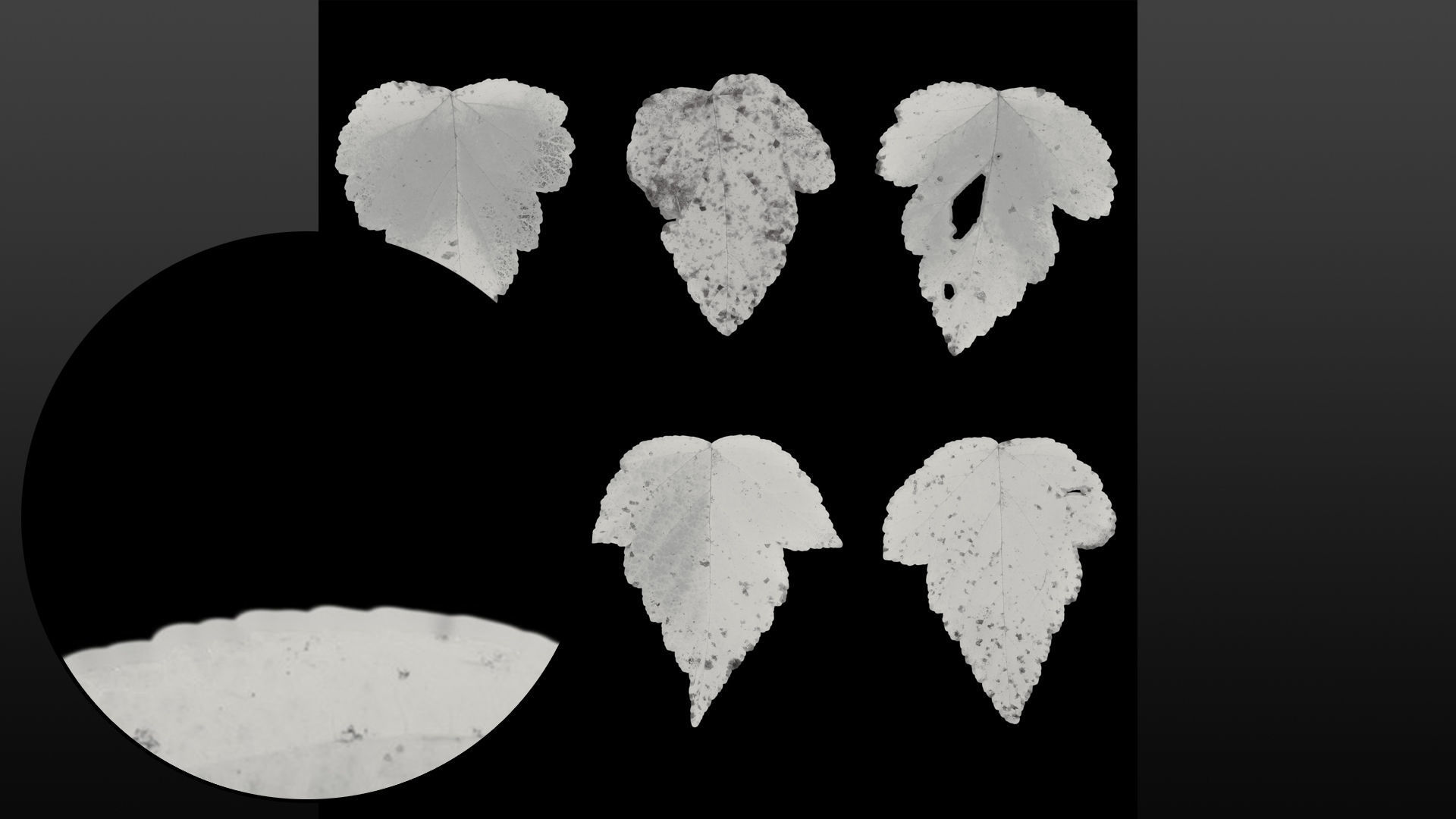 Autumn leaves texture - Physocarpus opulifolius Texture_11