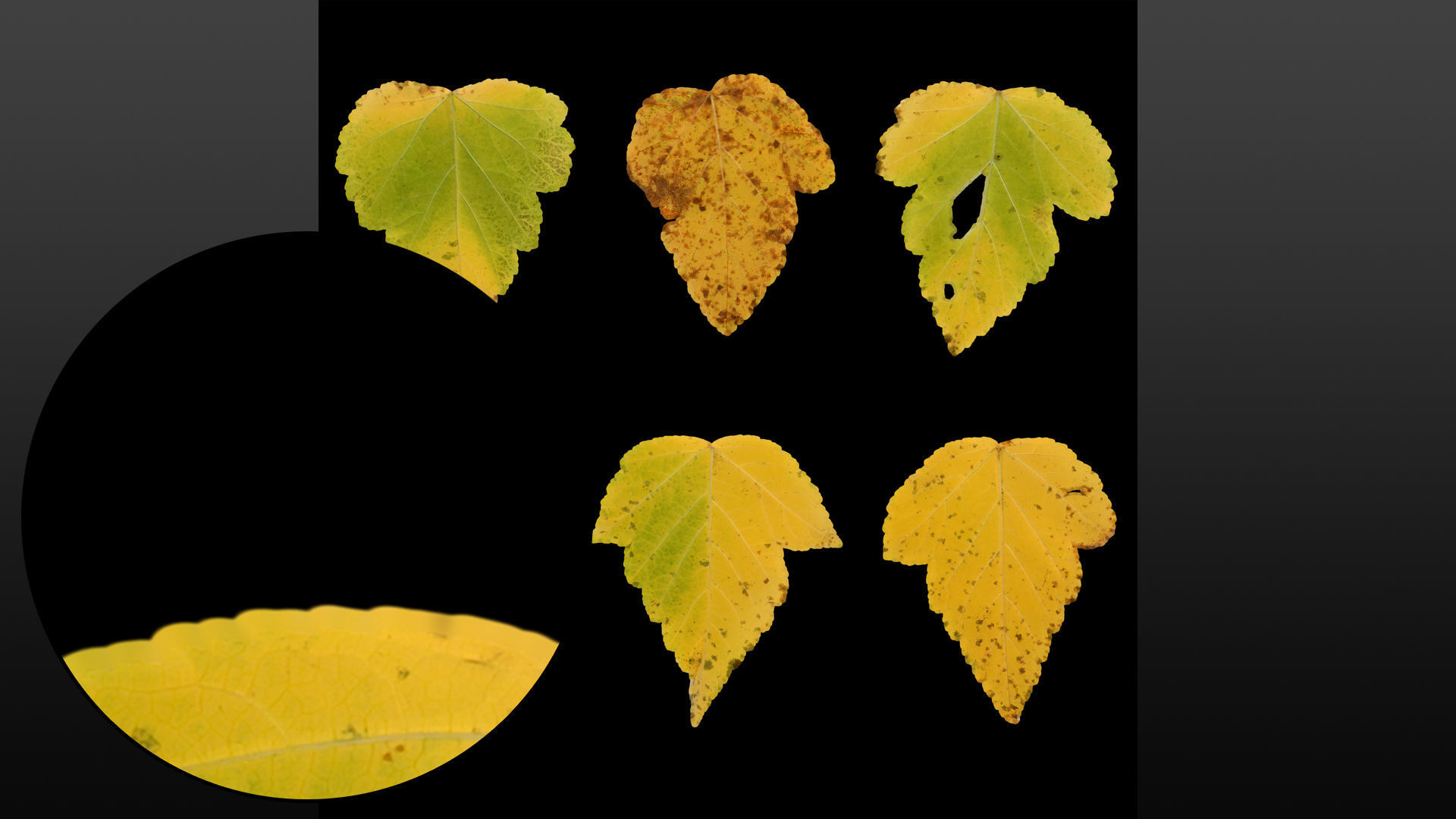 Autumn leaves texture - Physocarpus opulifolius Texture_5