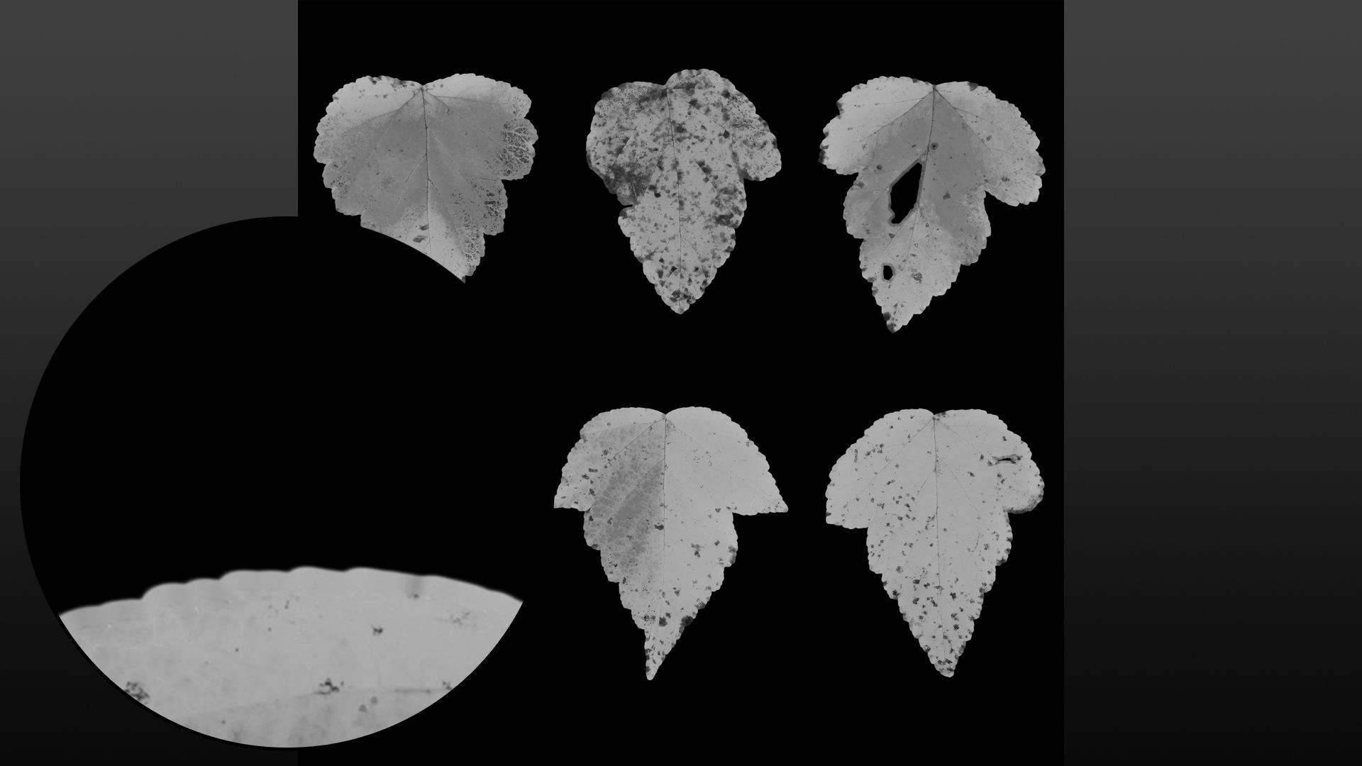 Autumn leaves texture - Physocarpus opulifolius Texture_9