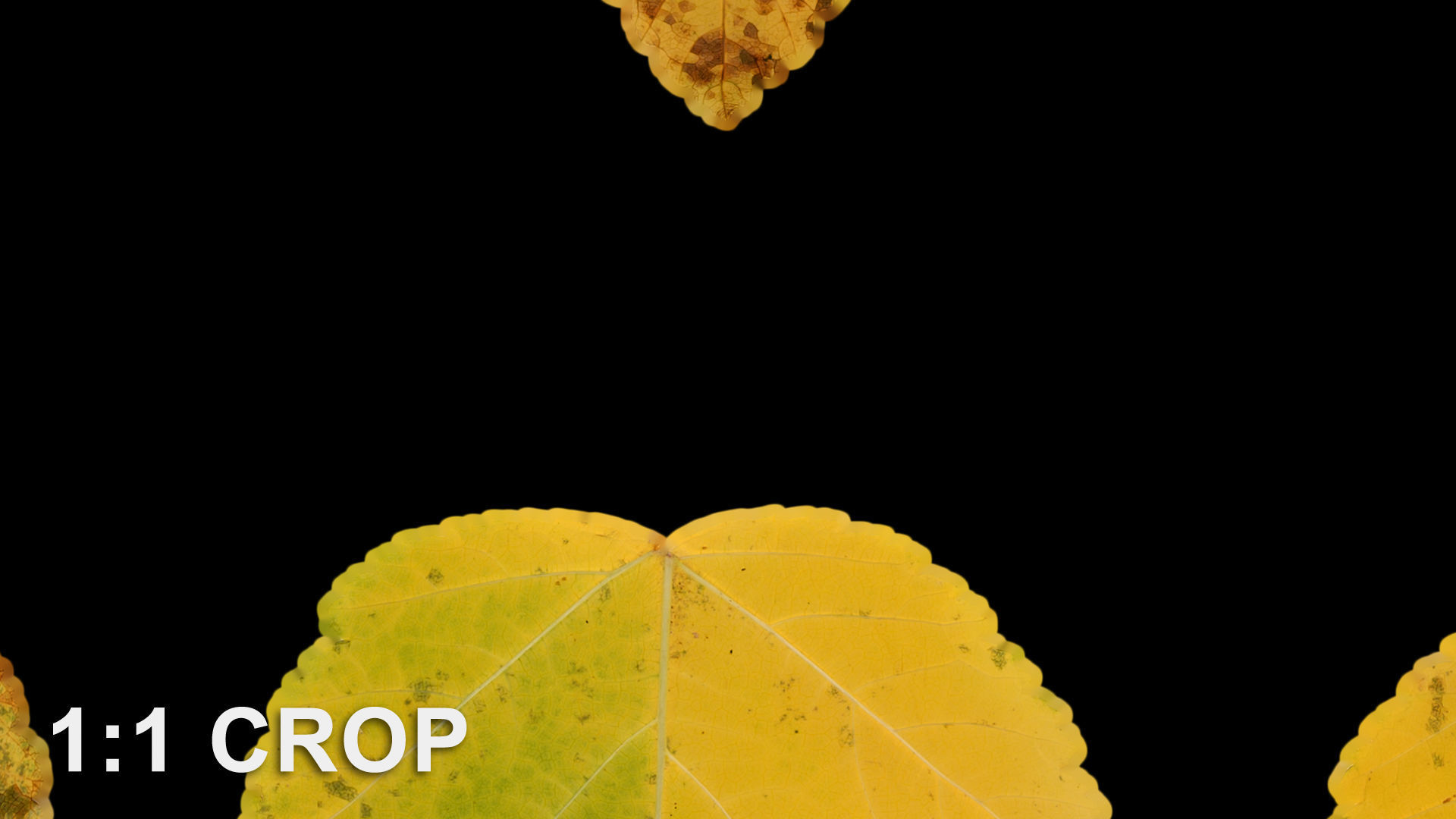 Autumn leaves texture - Physocarpus opulifolius Texture_12