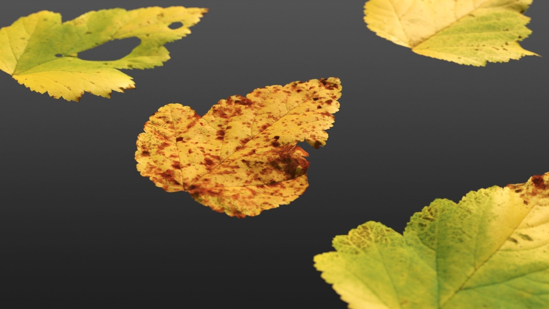 Autumn leaves texture - Physocarpus opulifolius Texture_1