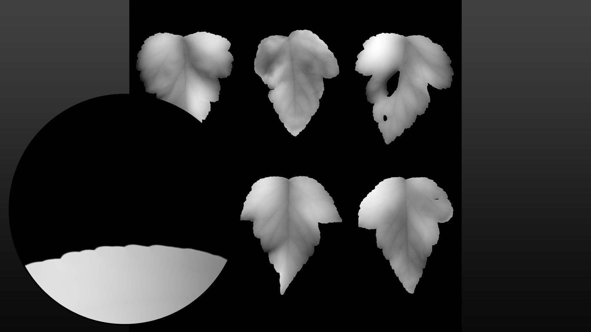 Autumn leaves texture - Physocarpus opulifolius Texture_8