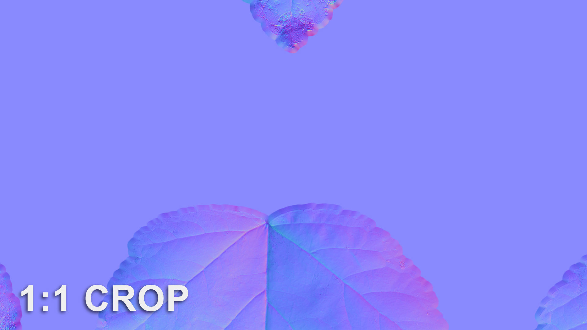 Autumn leaves texture - Physocarpus opulifolius Texture_17