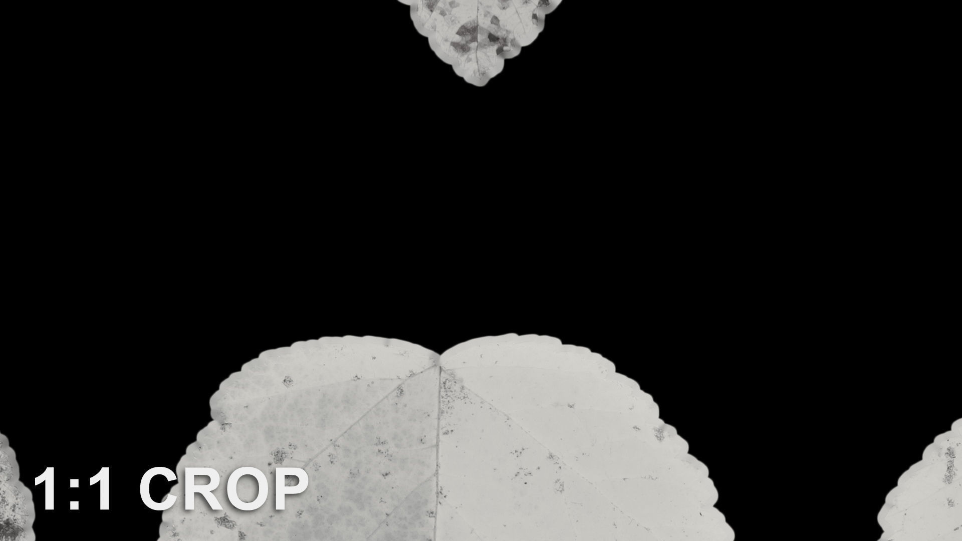 Autumn leaves texture - Physocarpus opulifolius Texture_18