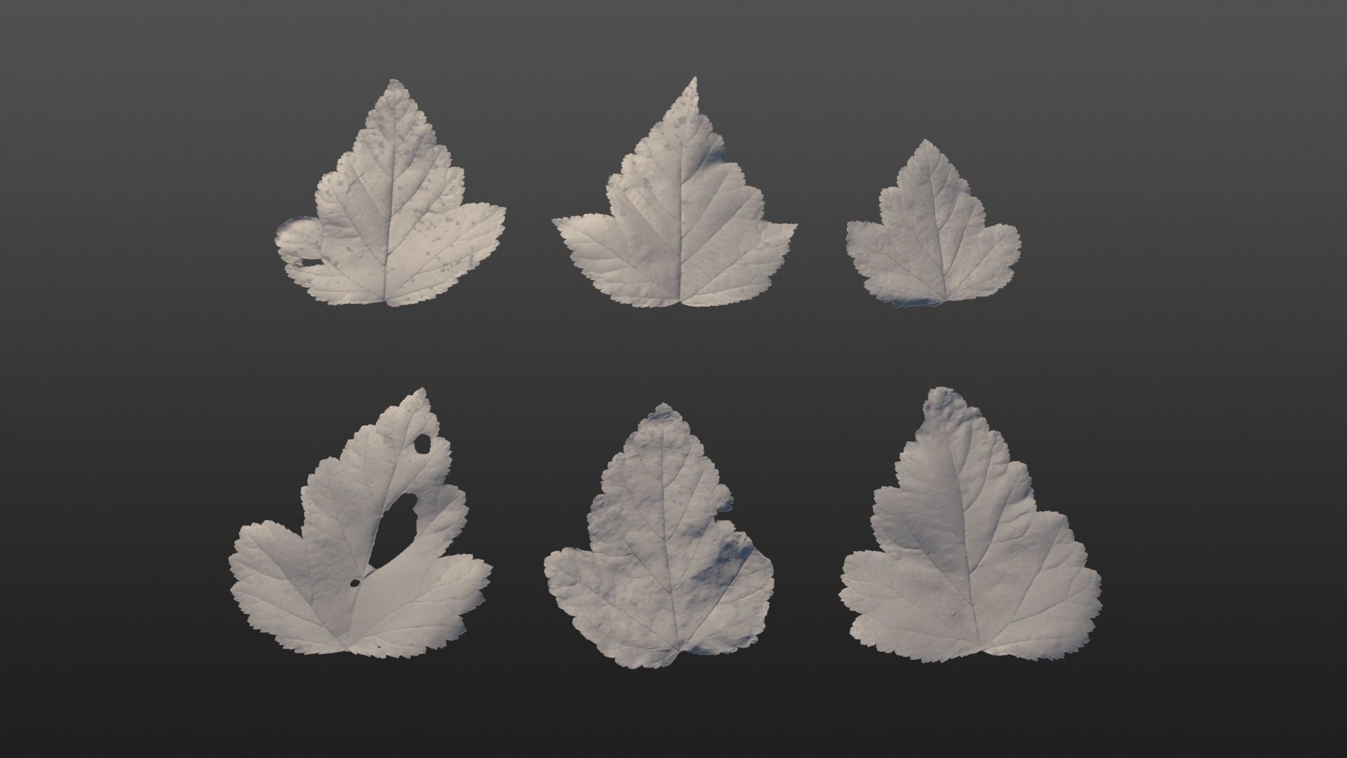 Autumn leaves texture - Physocarpus opulifolius Texture_19