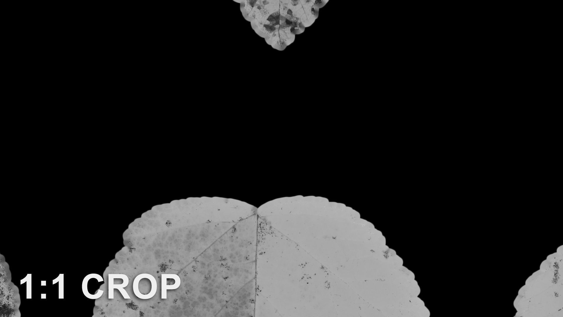 Autumn leaves texture - Physocarpus opulifolius Texture_16