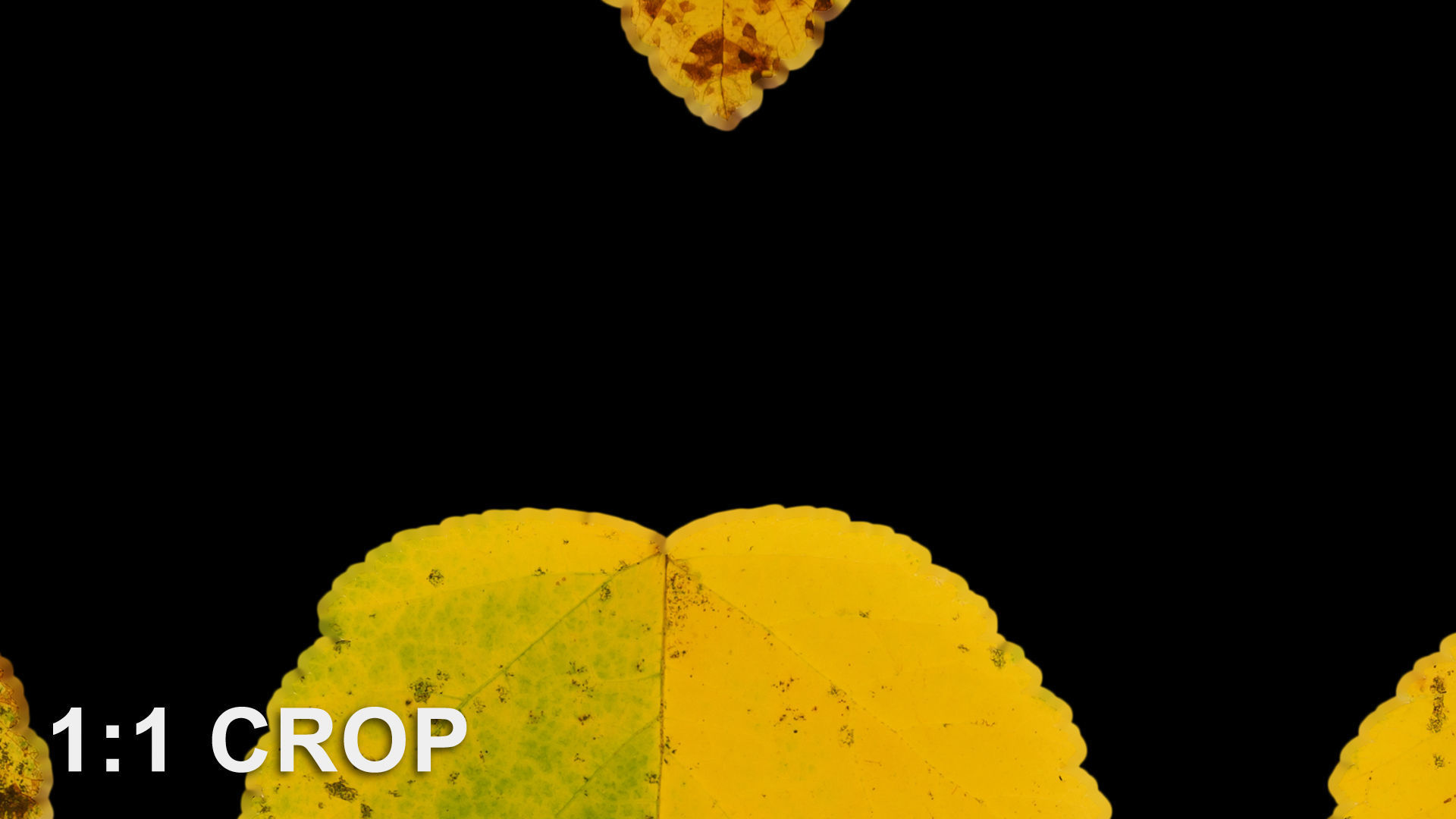 Autumn leaves texture - Physocarpus opulifolius Texture_13