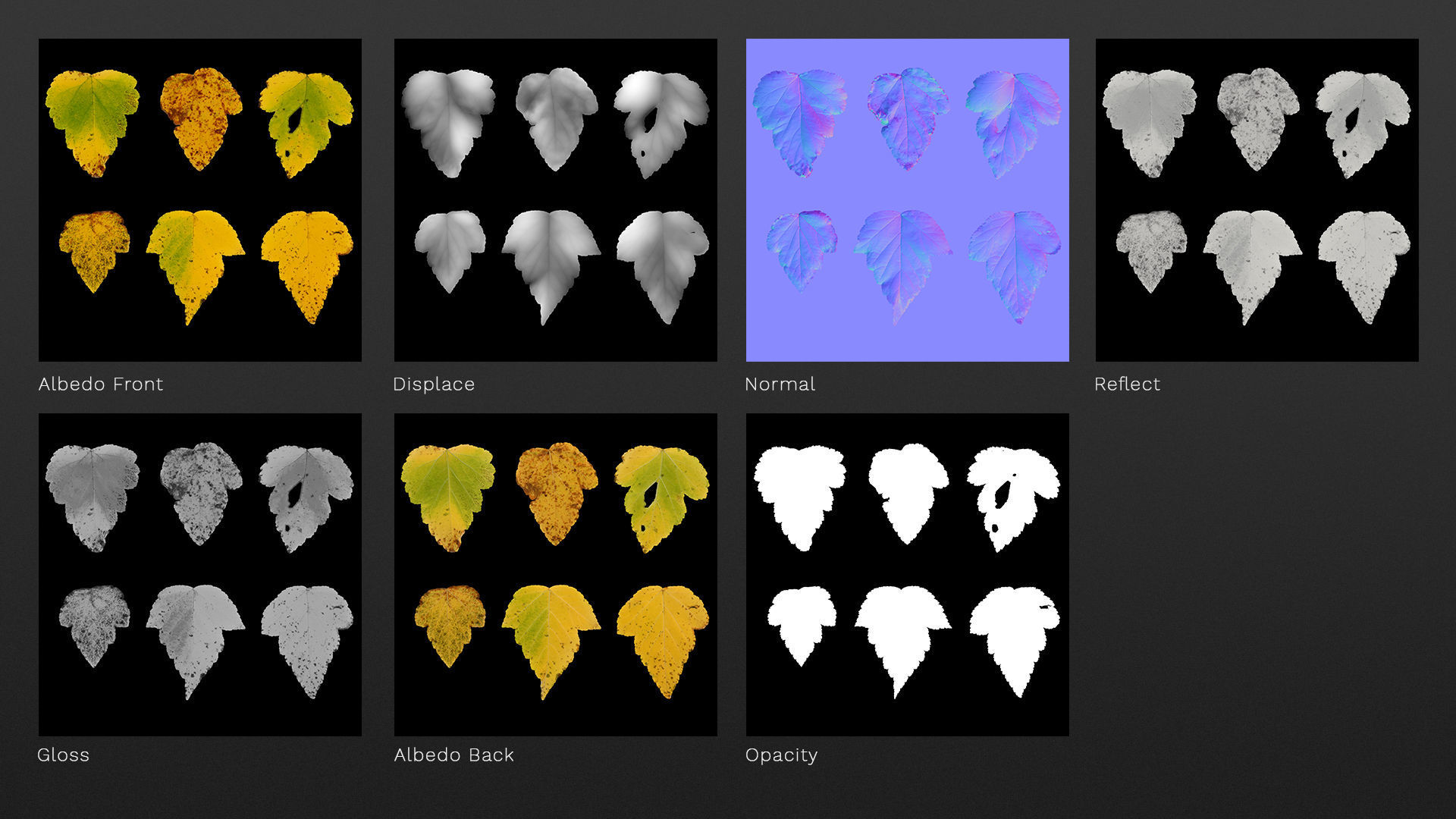 Autumn leaves texture - Physocarpus opulifolius Texture_4