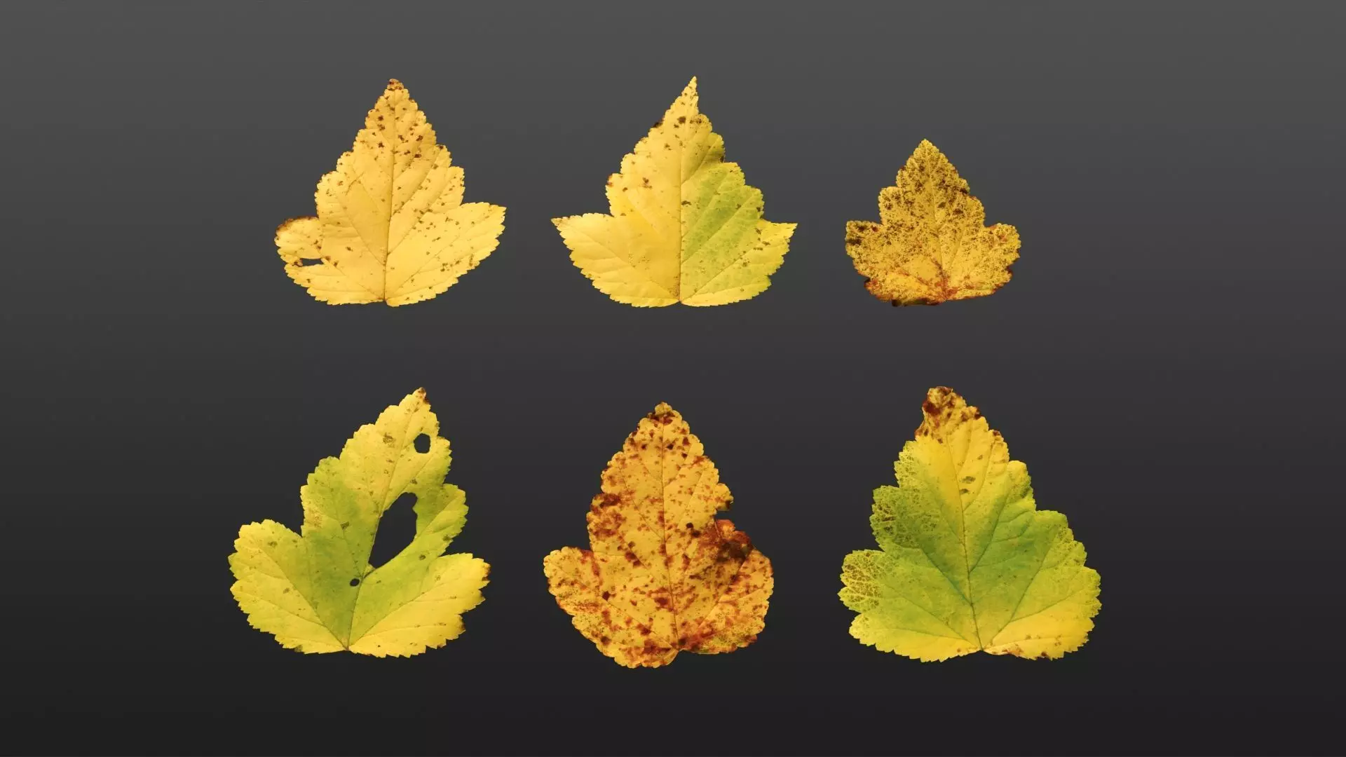 Autumn leaves texture - Physocarpus opulifolius Texture_0