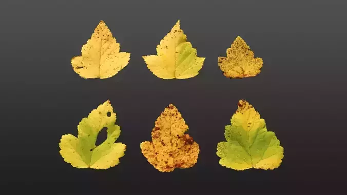 Autumn leaves texture - Physocarpus opulifolius