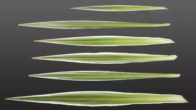 Natural plant leaves texture - Chlorophytum
