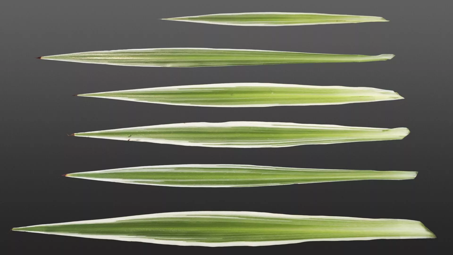 Natural plant leaves texture - Chlorophytum Texture