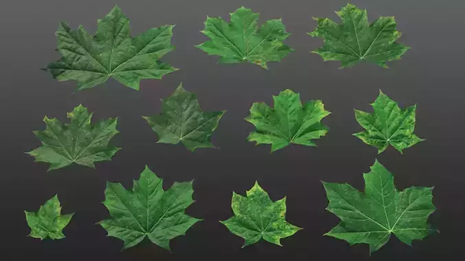 Acer natural leaf textures