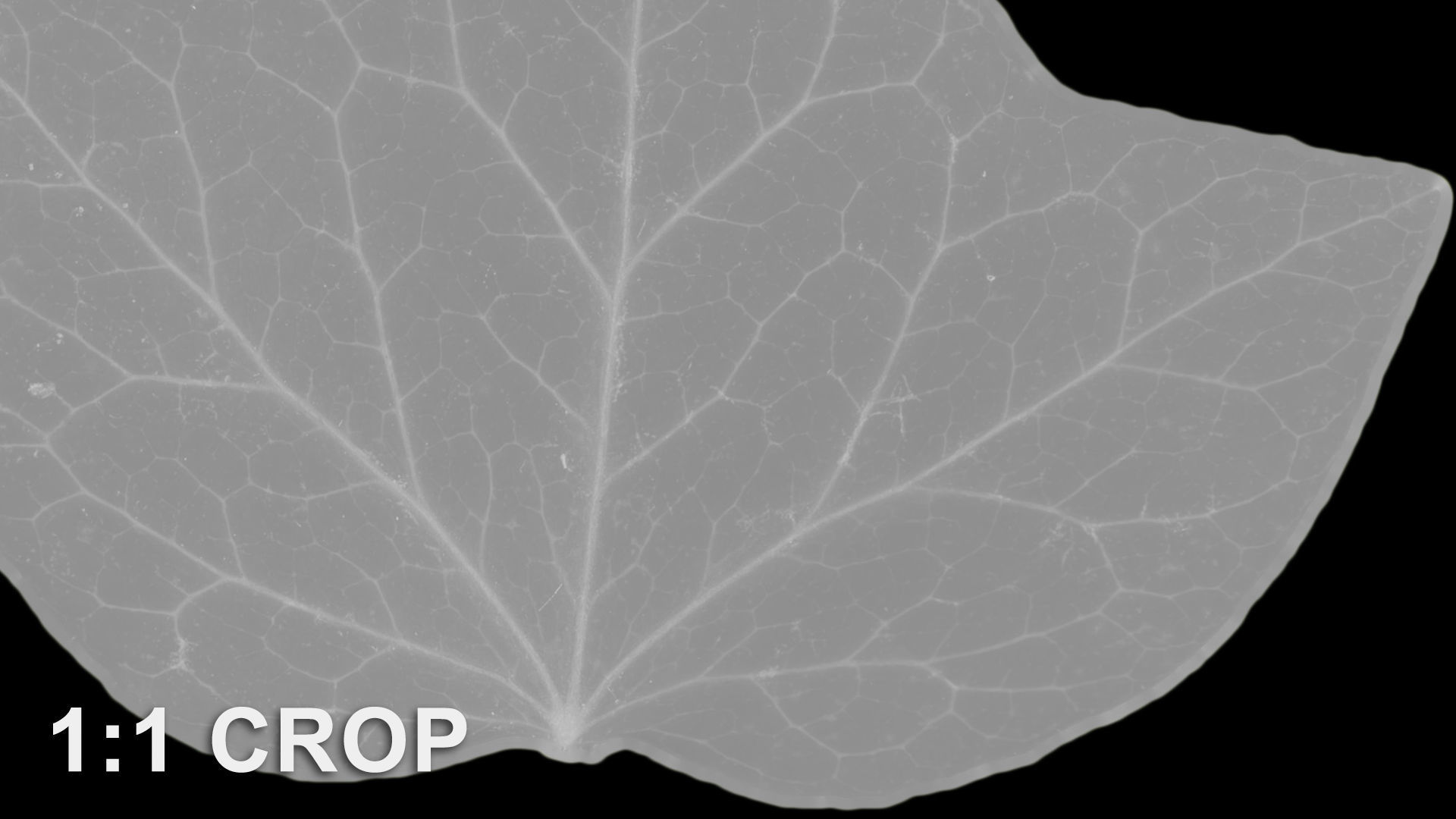 Ivy leaf textures - hedera helix Texture_17