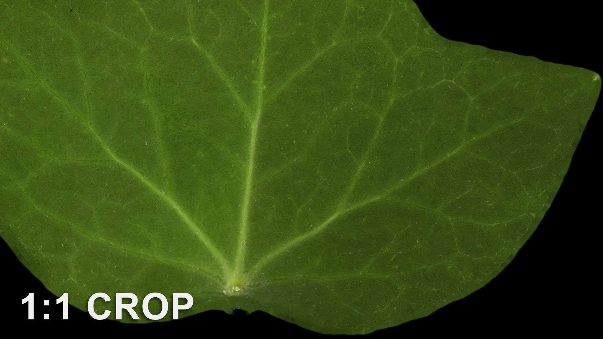 Ivy leaf textures - hedera helix Texture_11