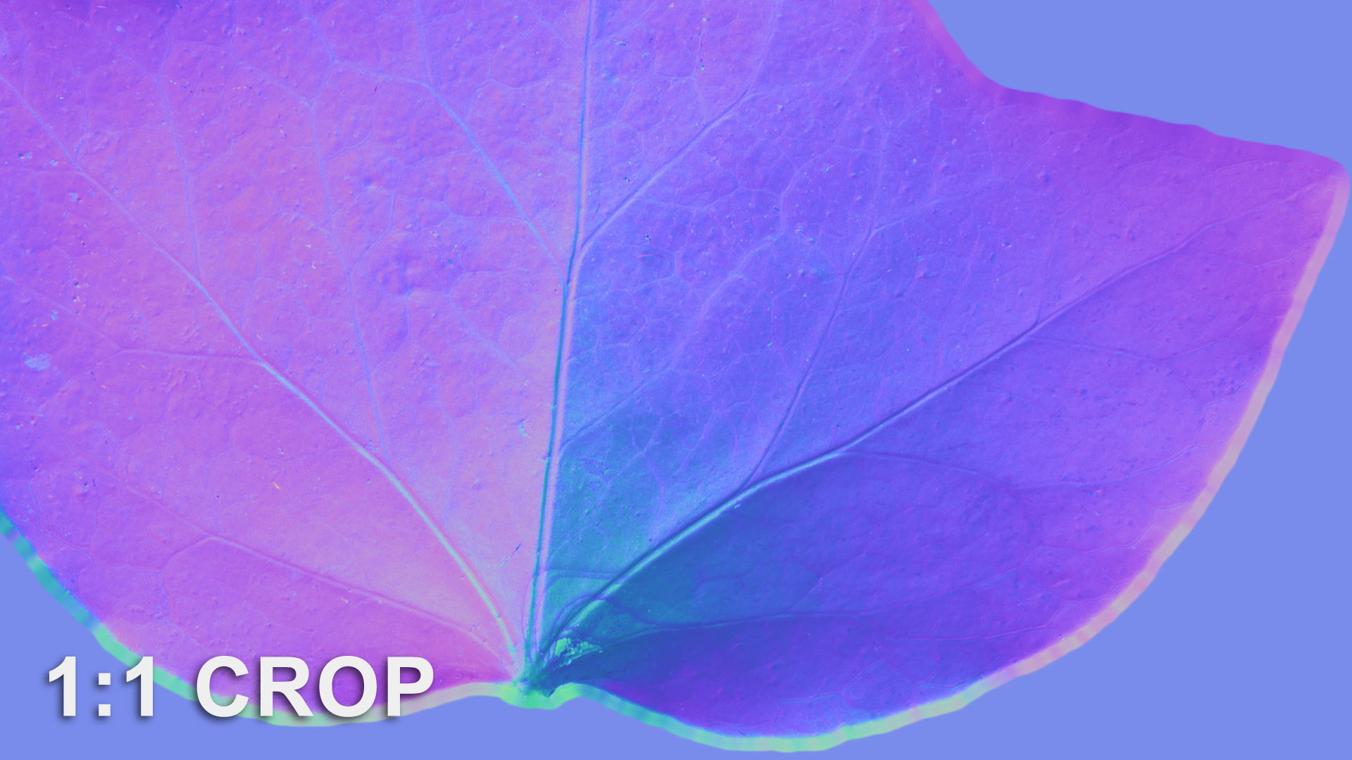 Ivy leaf textures - hedera helix Texture_15