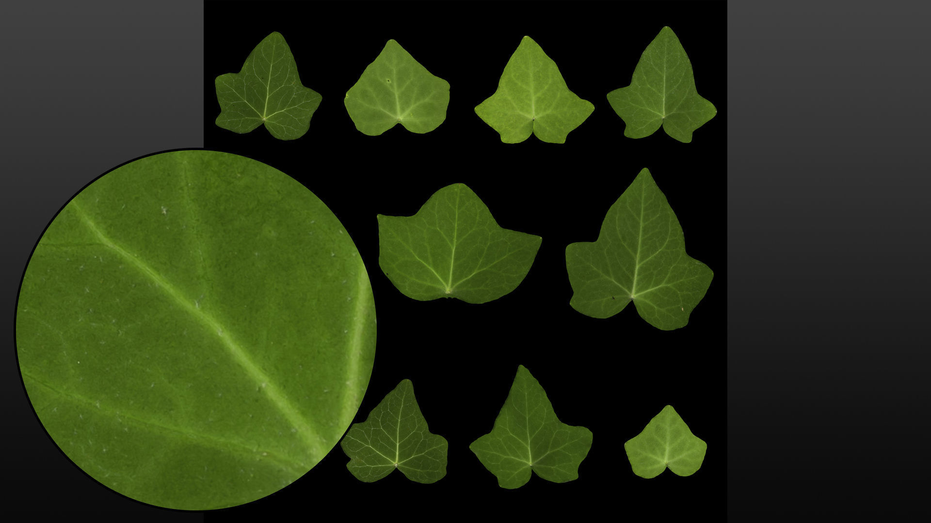 Ivy leaf textures - hedera helix Texture_4