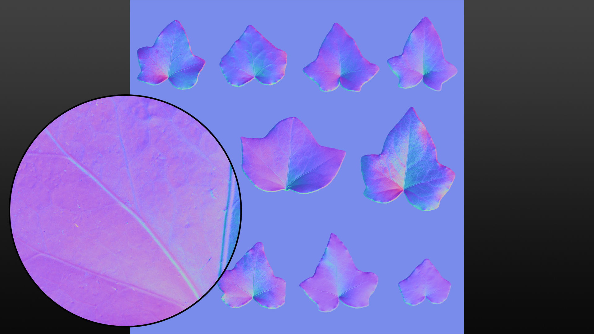 Ivy leaf textures - hedera helix Texture_8