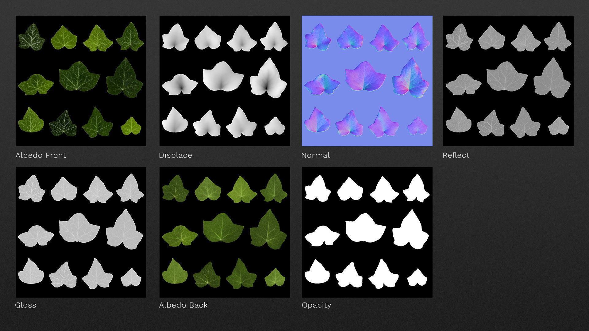 Ivy leaf textures - hedera helix Texture_3