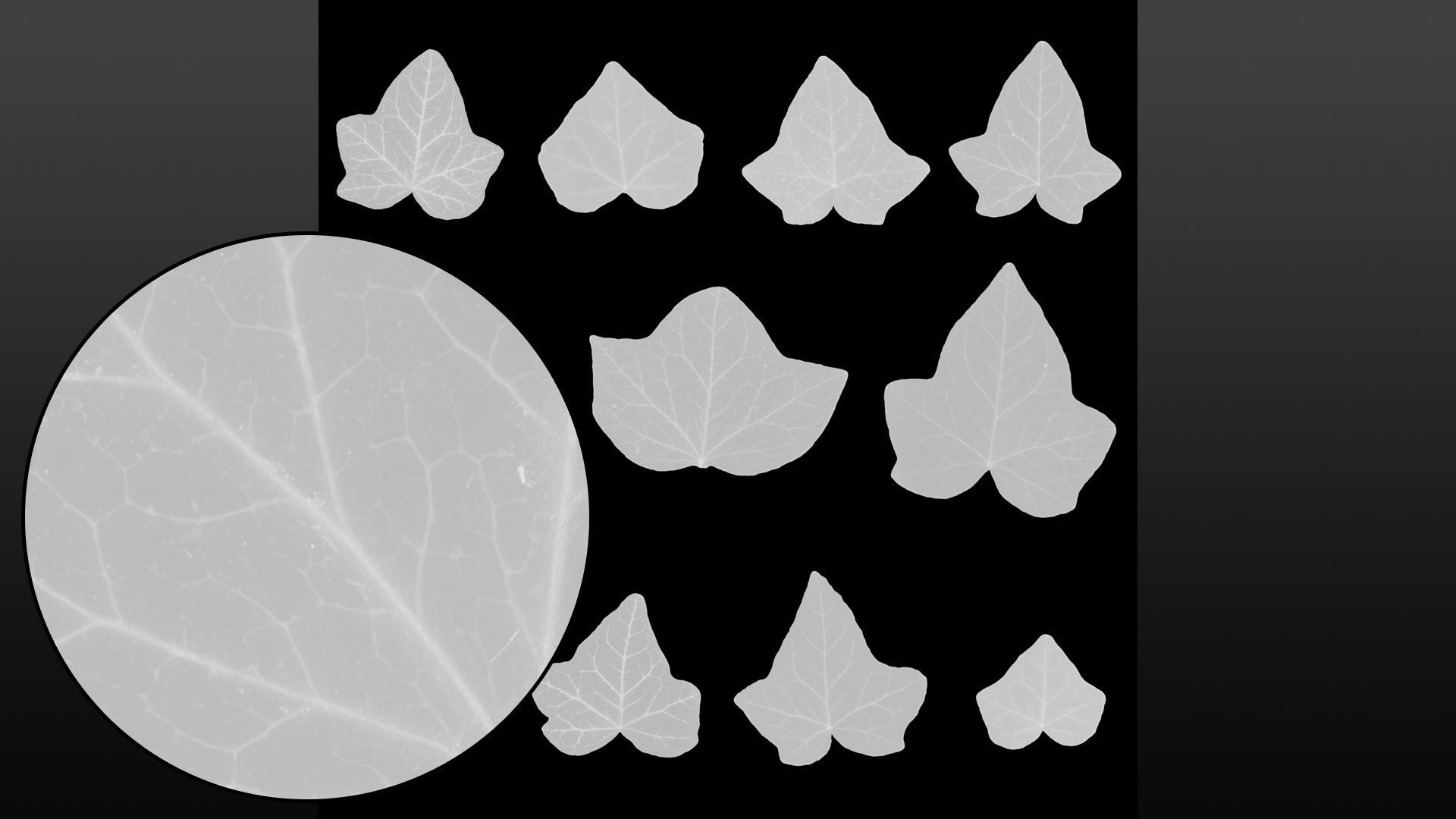 Ivy leaf textures - hedera helix Texture_7