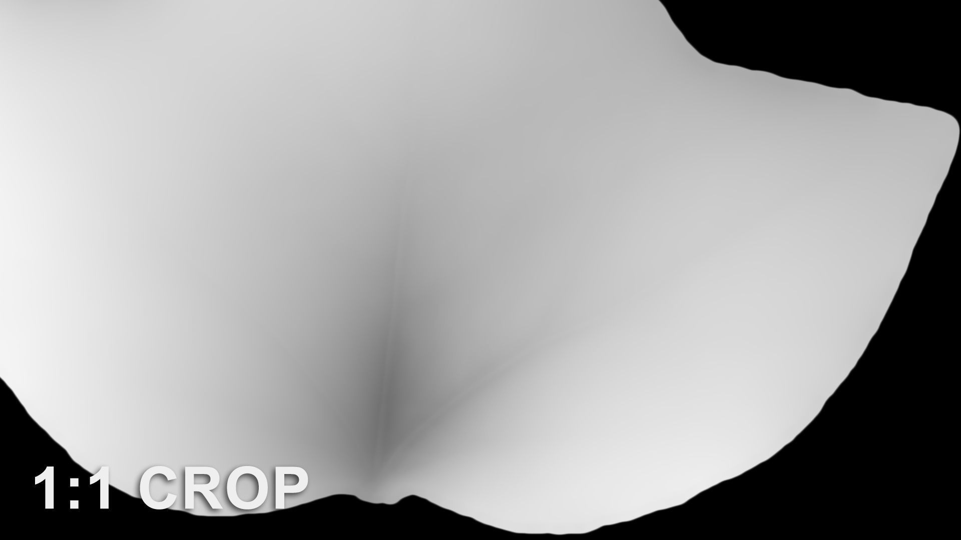 Ivy leaf textures - hedera helix Texture_13