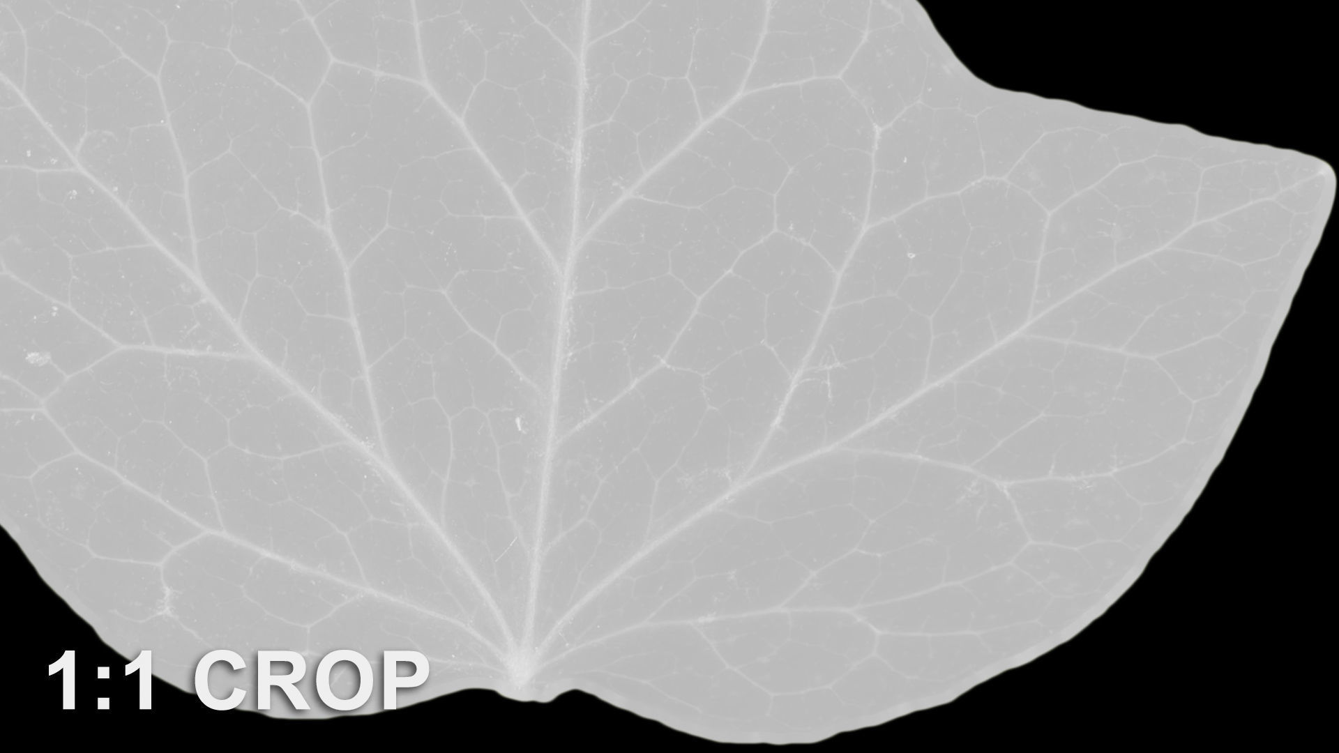 Ivy leaf textures - hedera helix Texture_14