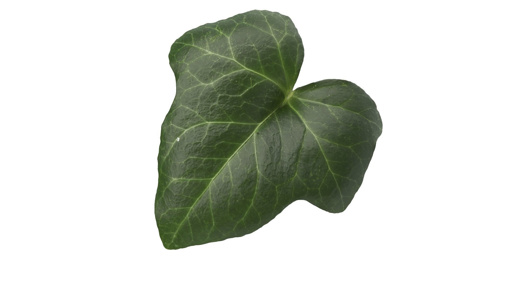 Ivy leaf textures - hedera helix Texture_1