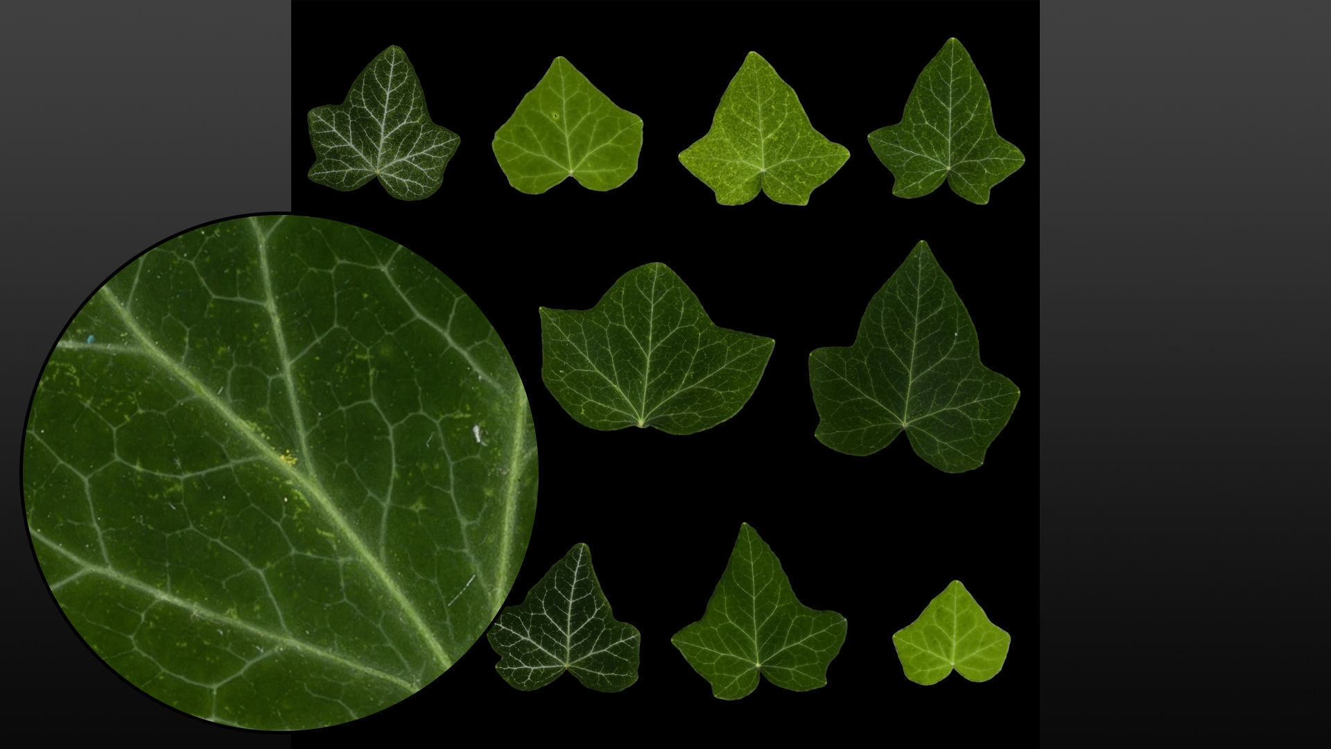 Ivy leaf textures - hedera helix Texture_5