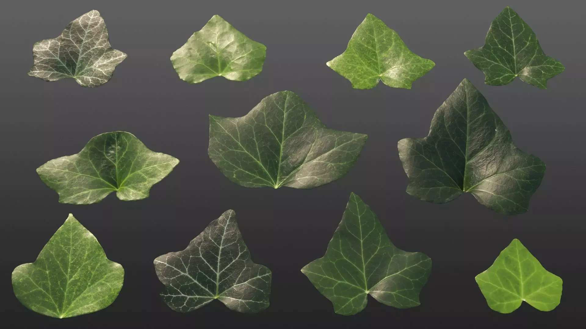 Ivy leaf textures - hedera helix Texture_0
