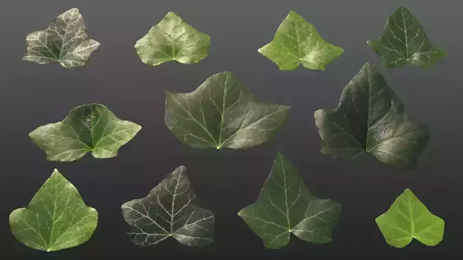 Ivy leaf textures - hedera helix