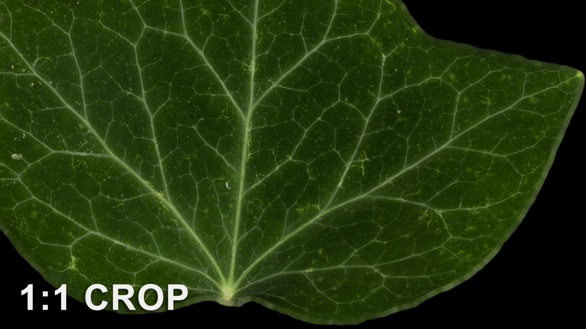 Ivy leaf textures - hedera helix Texture_12