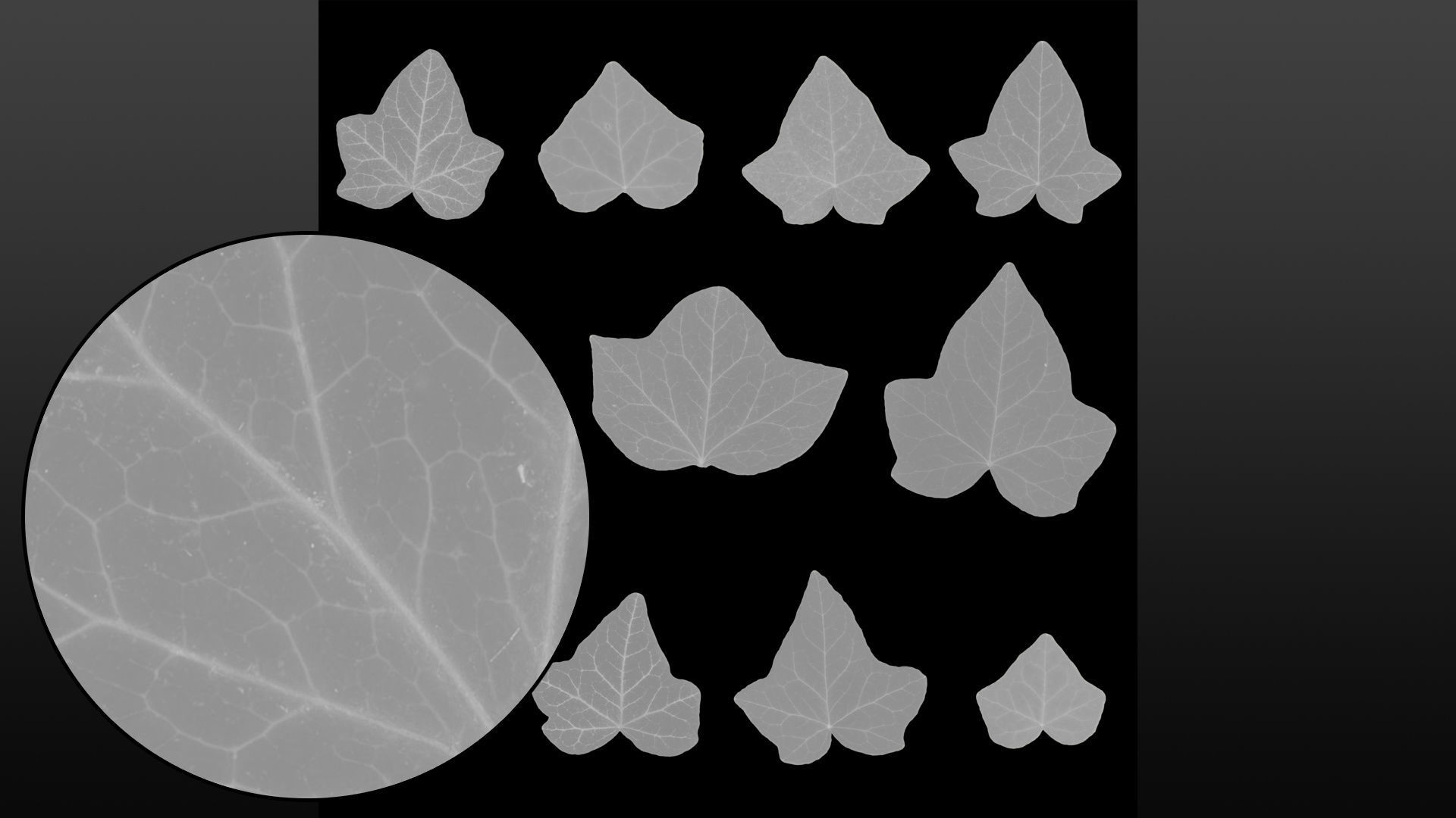 Ivy leaf textures - hedera helix Texture_10