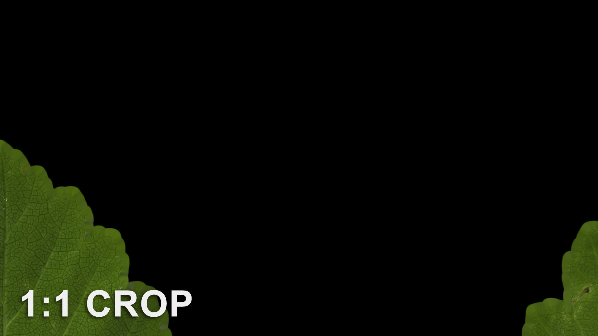 Natural tree leaf texture - Physocarpus opulifolius Texture_12