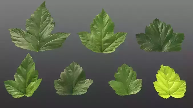 Natural tree leaf texture - Physocarpus opulifolius