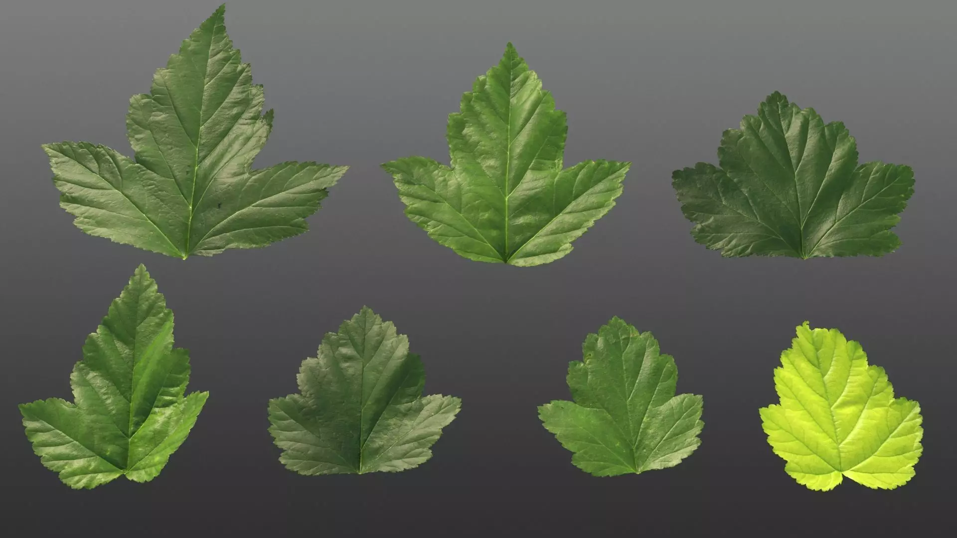 Natural tree leaf texture - Physocarpus opulifolius Texture_0