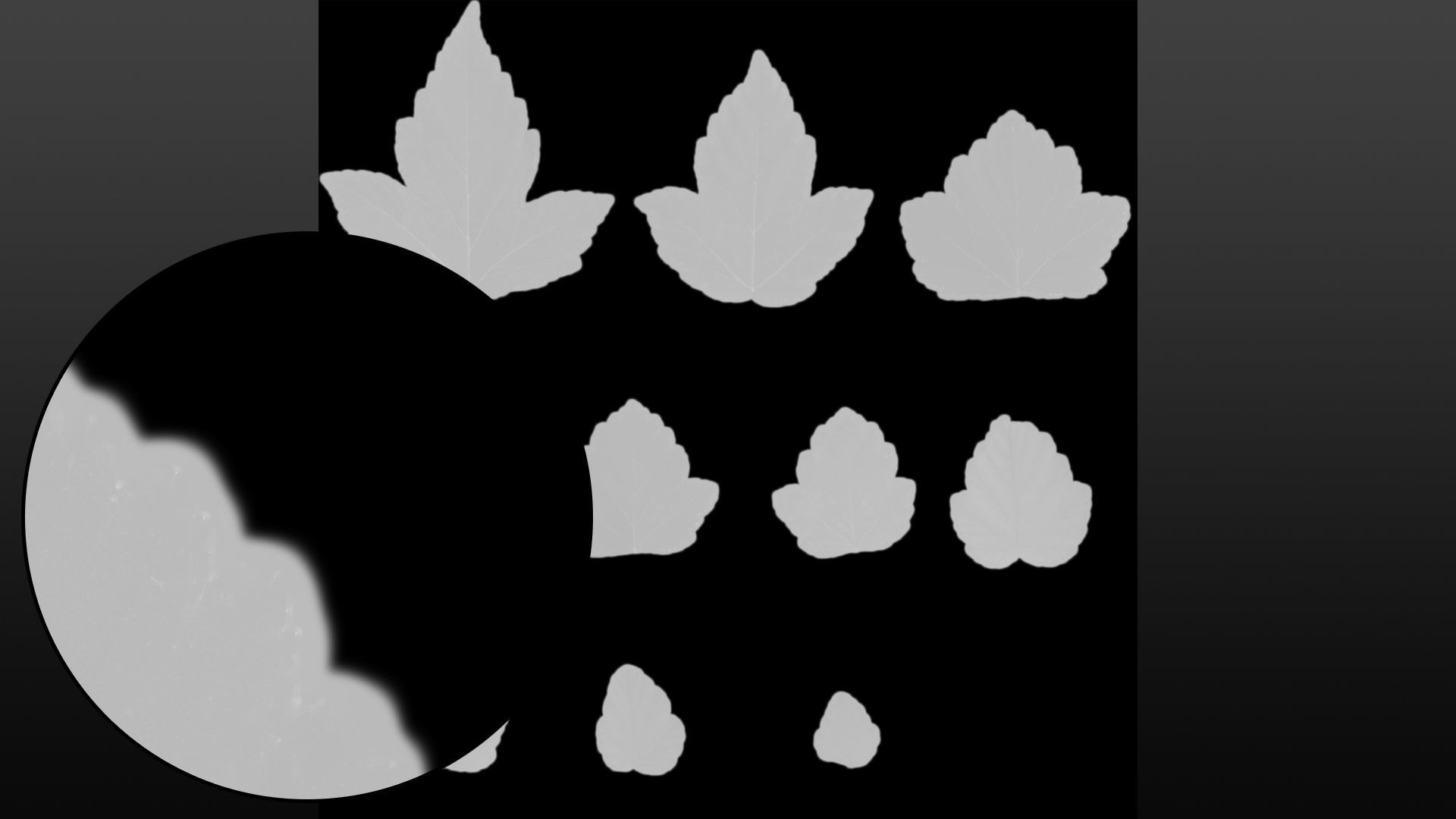 Natural tree leaf texture - Physocarpus opulifolius Texture_8