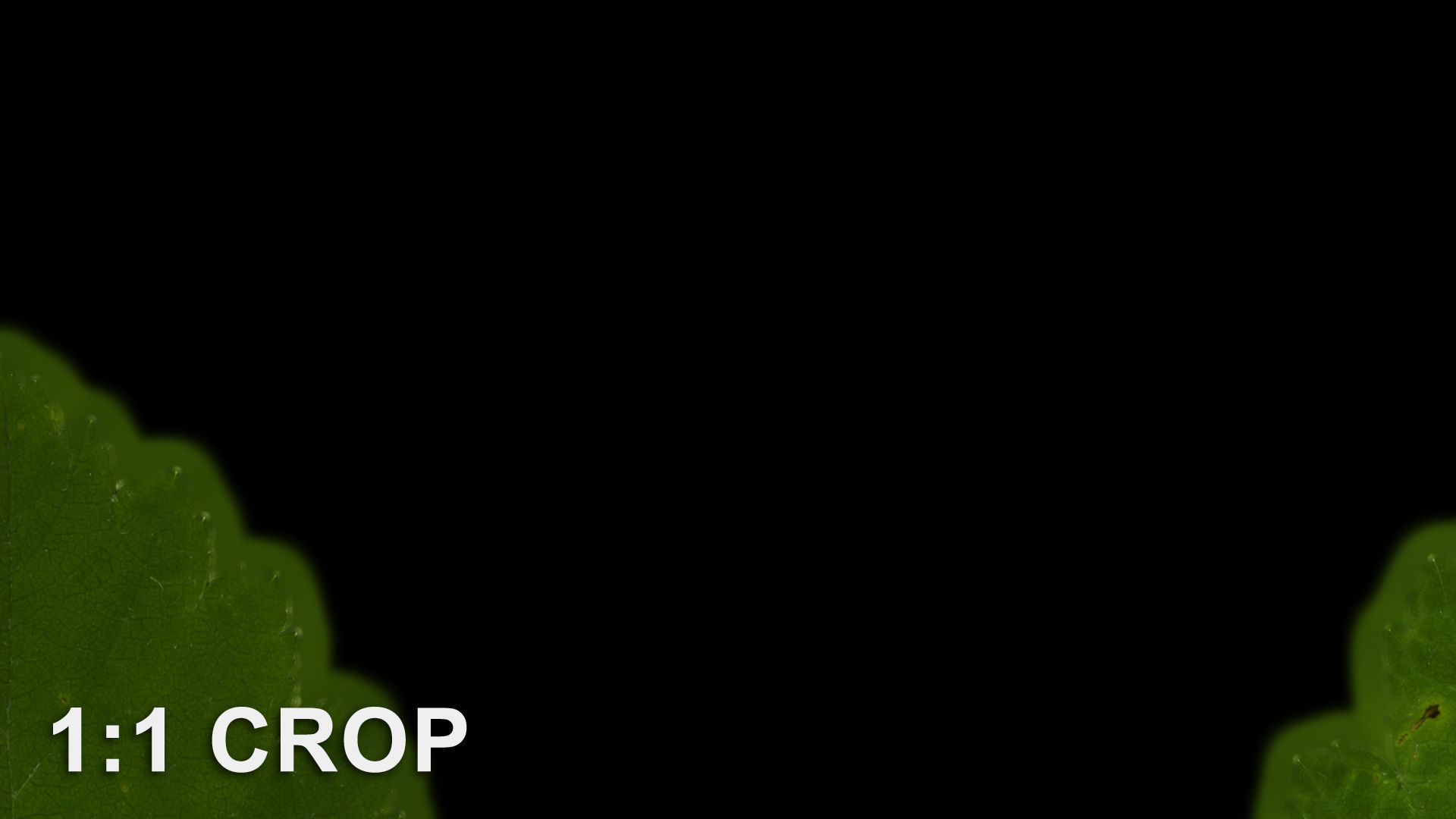 Natural tree leaf texture - Physocarpus opulifolius Texture_13