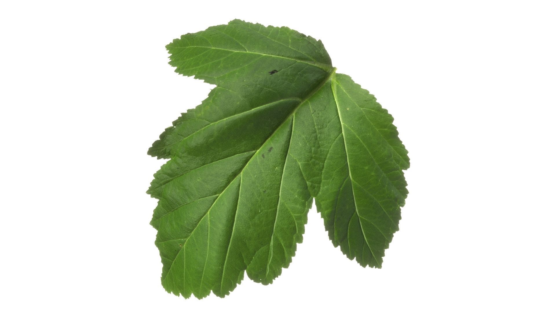 Natural tree leaf texture - Physocarpus opulifolius Texture_1