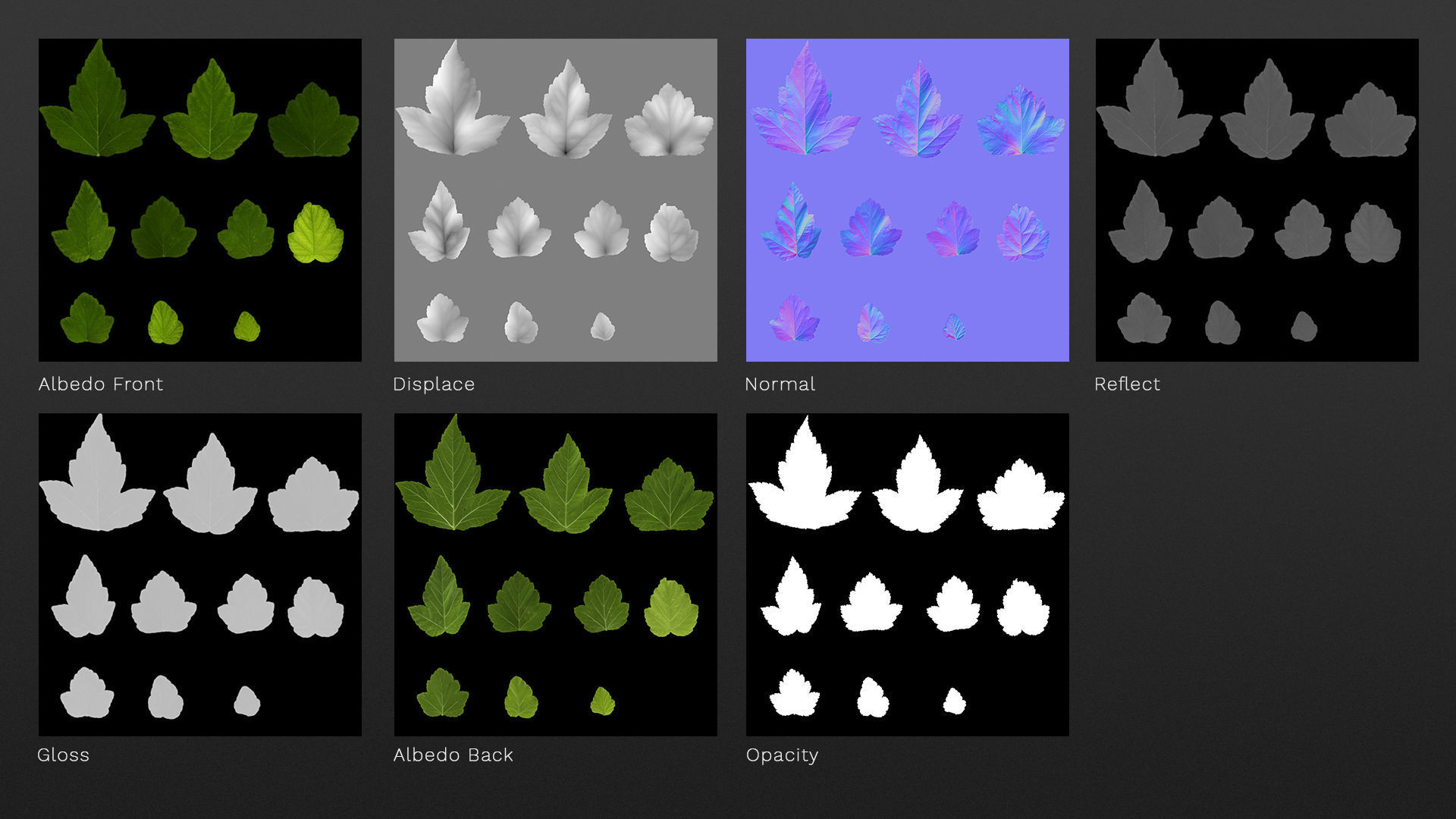 Natural tree leaf texture - Physocarpus opulifolius Texture_3