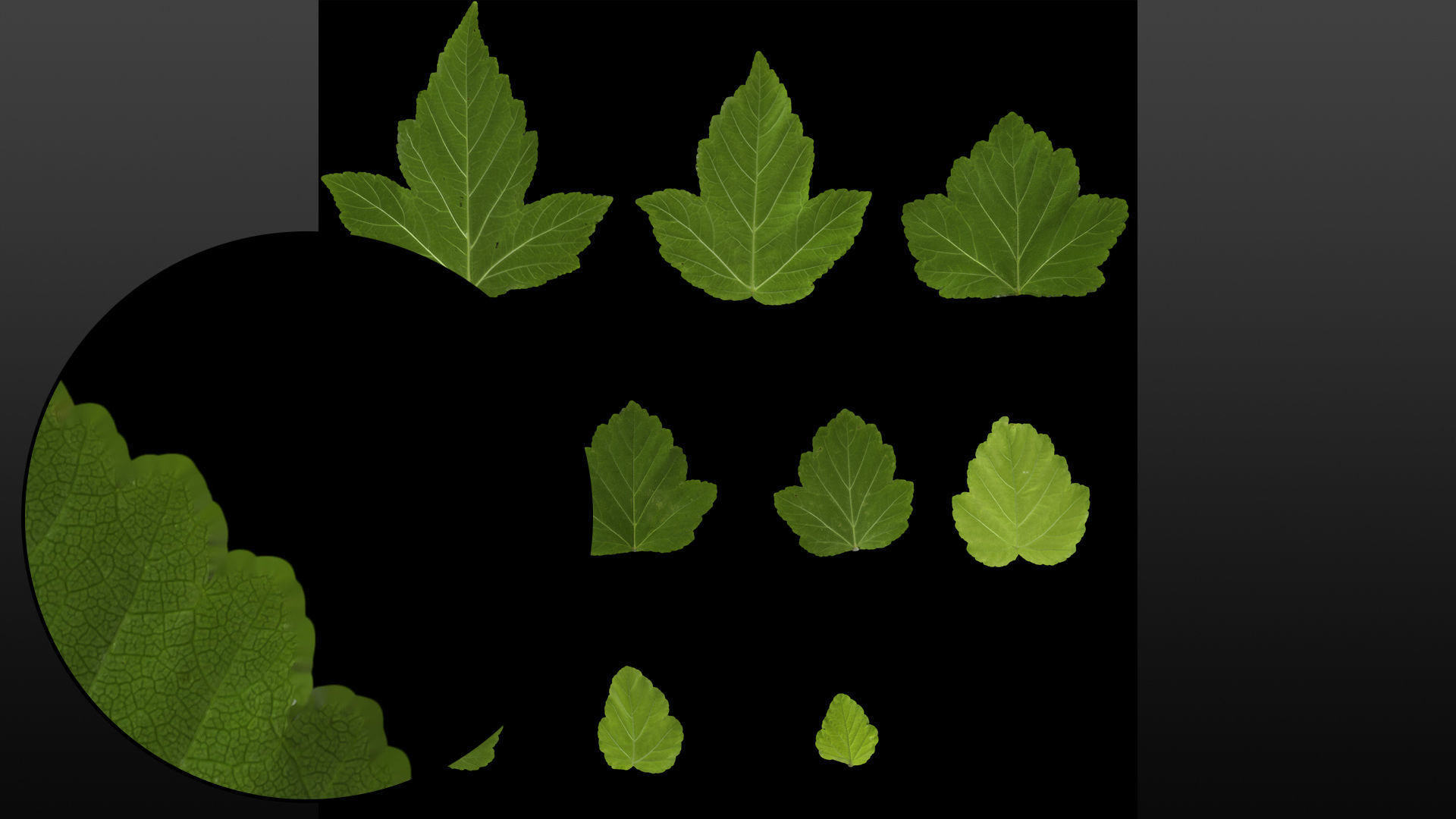 Natural tree leaf texture - Physocarpus opulifolius Texture_5