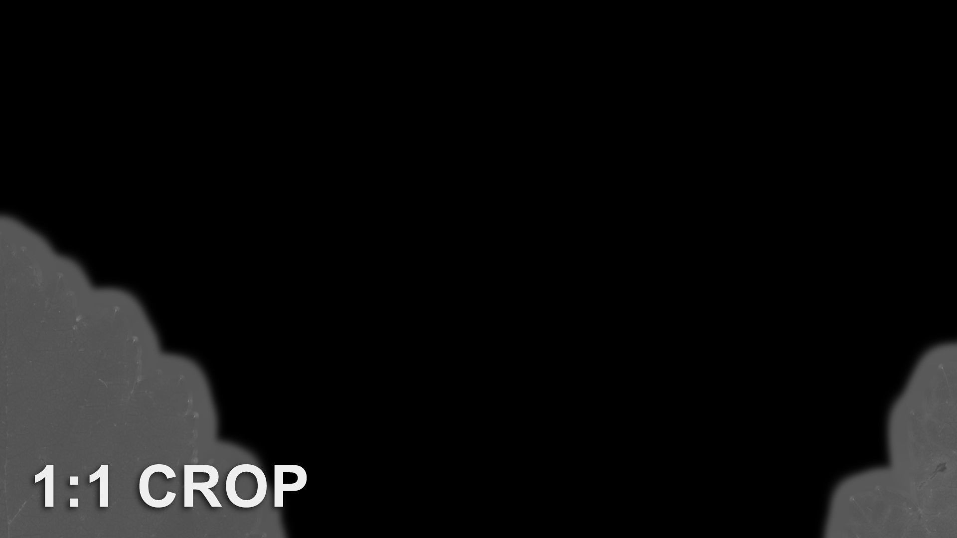 Natural tree leaf texture - Physocarpus opulifolius Texture_17