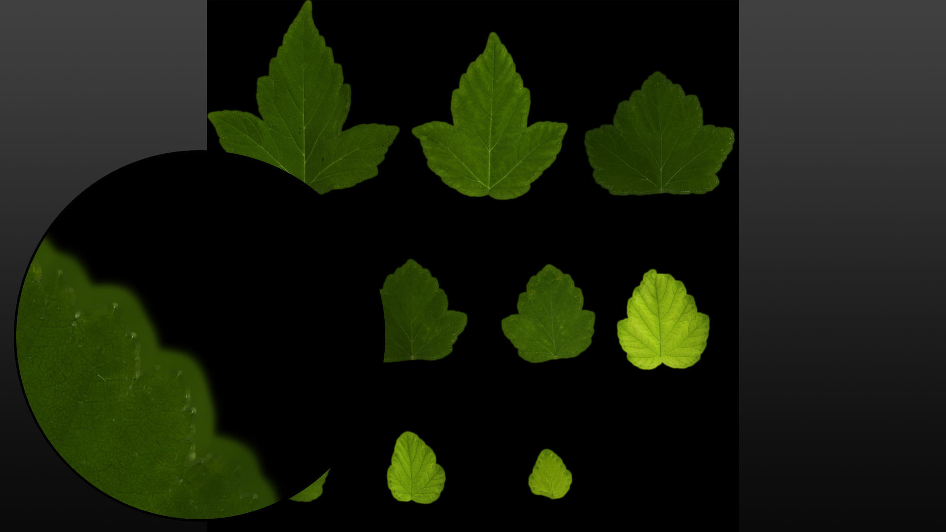 Natural tree leaf texture - Physocarpus opulifolius Texture_6