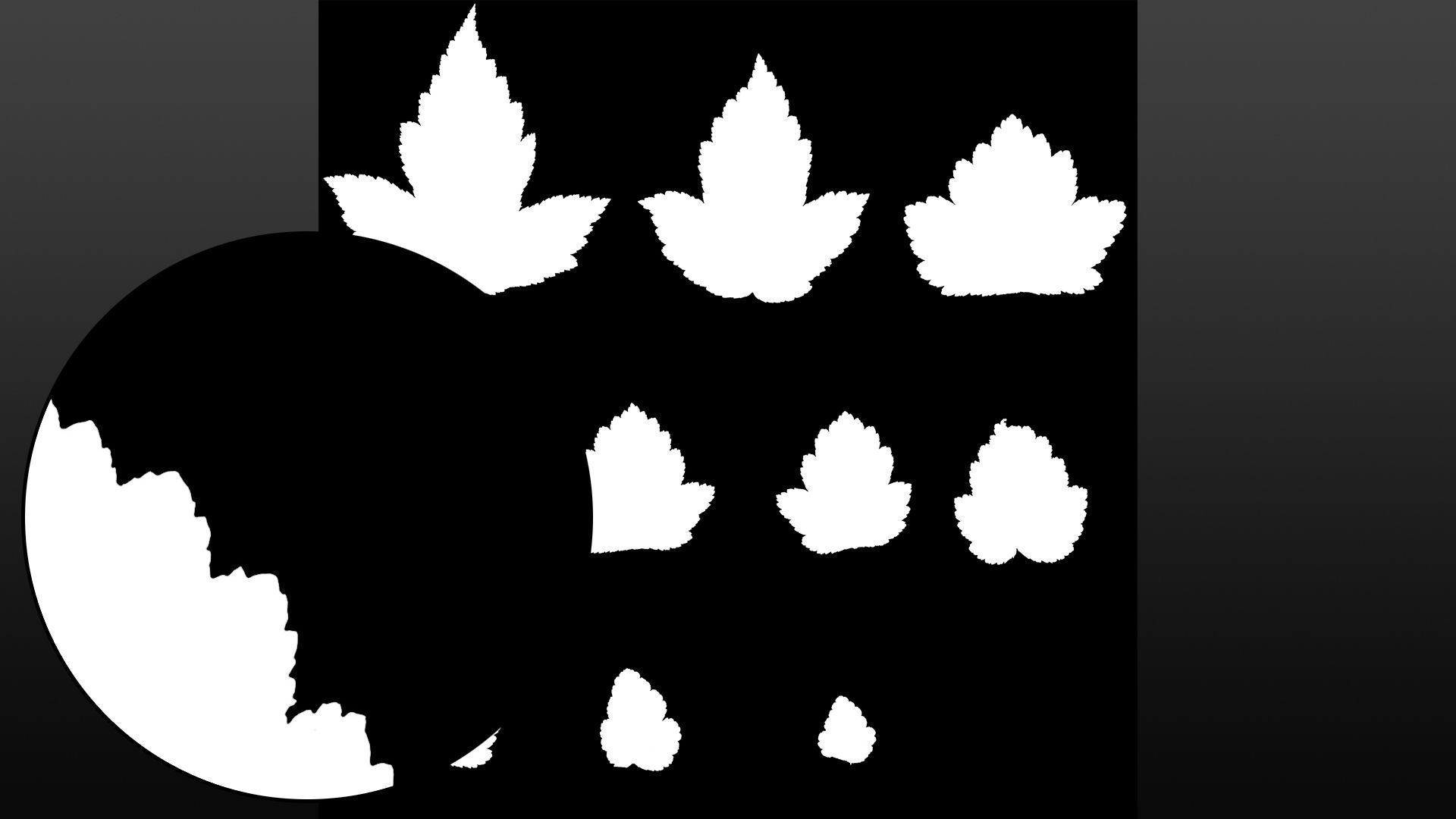 Natural tree leaf texture - Physocarpus opulifolius Texture_4